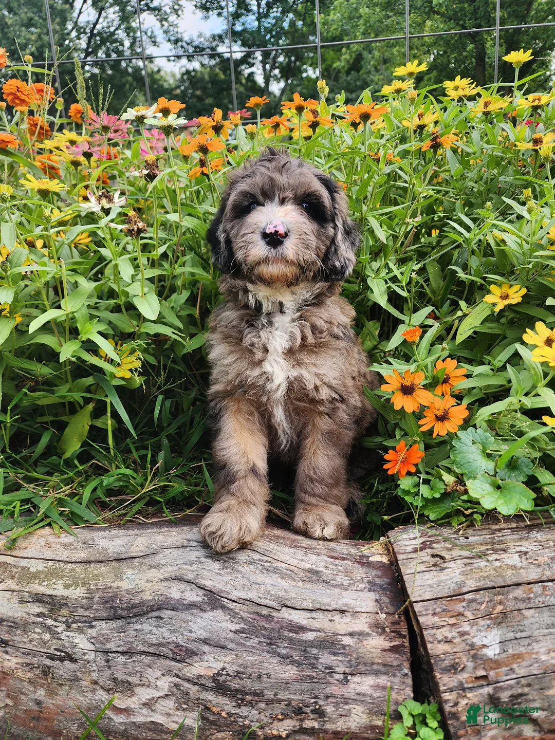 Mini Sheepadoodle dogs for sale: Rocky - Ad 2