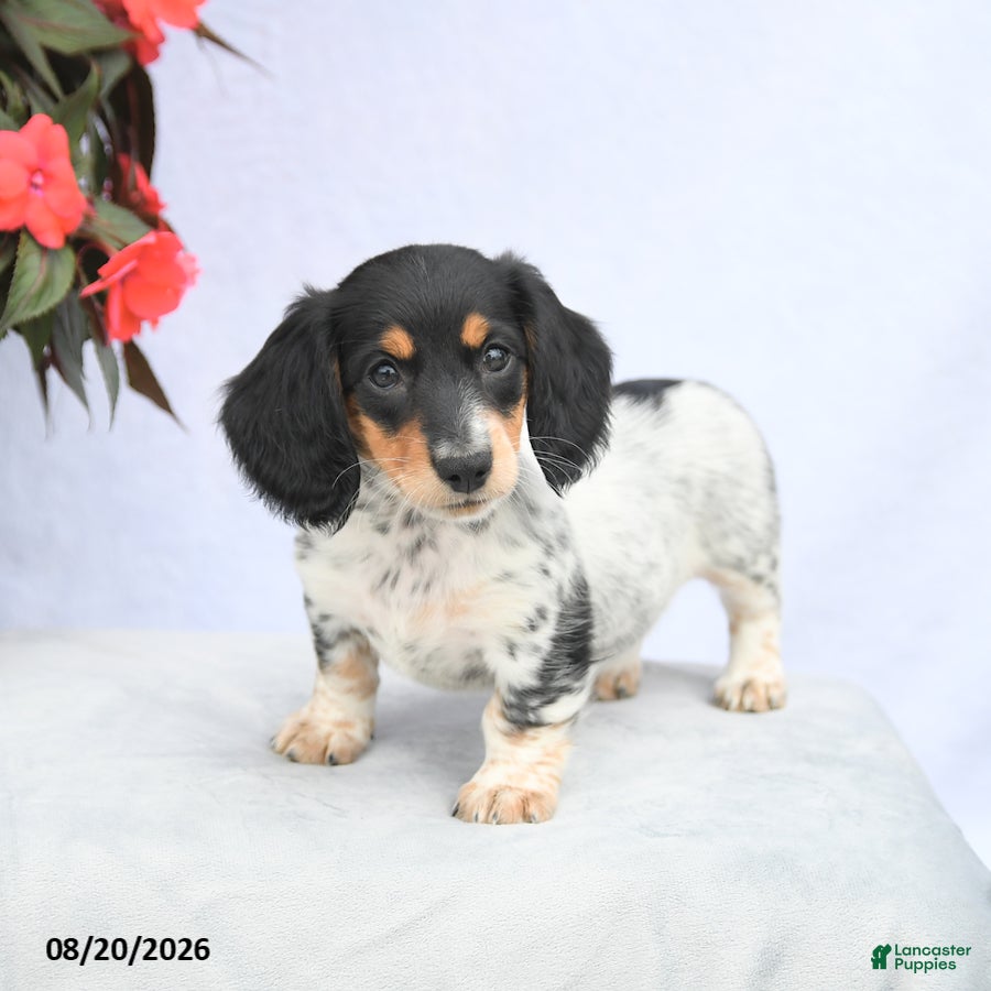 Miniature Dachshund dogs Holly - Ad 2