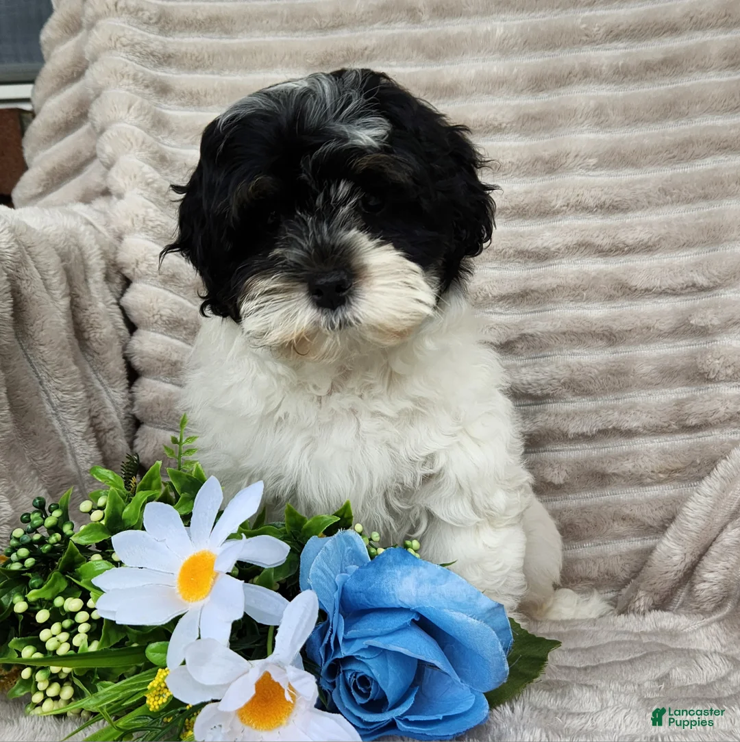 Shihpoo dogs for sale: Carter - Ad 6