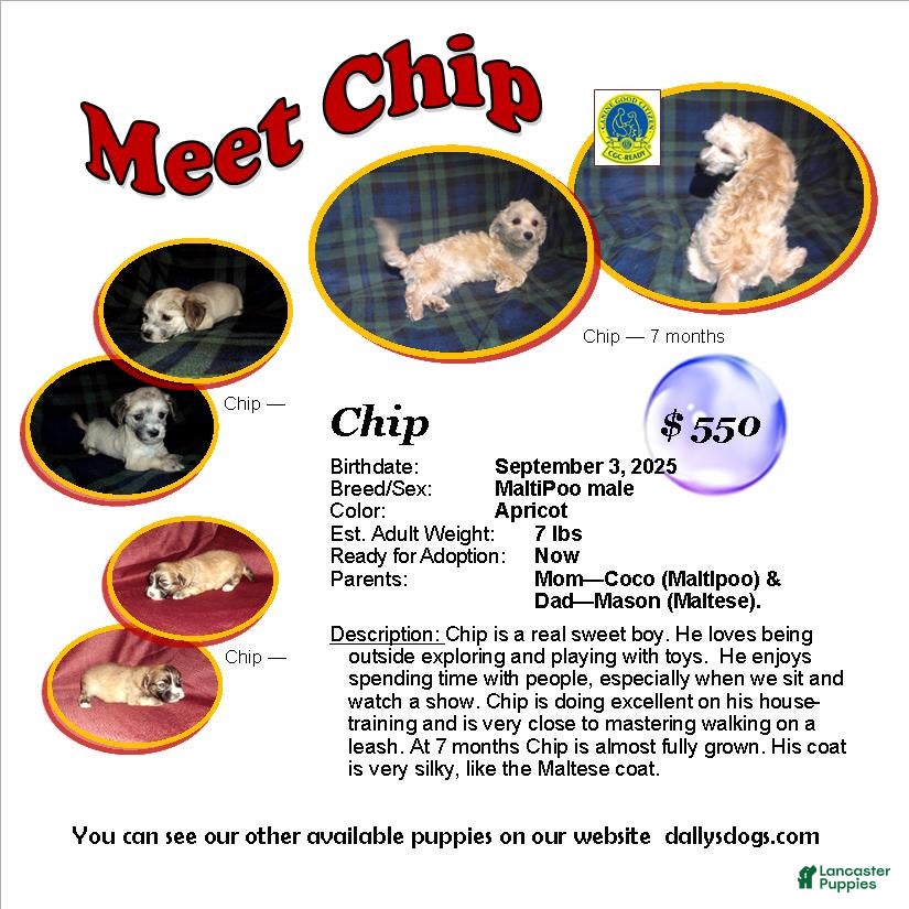 Maltipoo dogs Chip --- MaltiPoo, in home raised, non-shedding - Ad 16