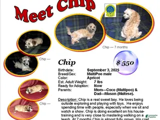 Maltipoo dogs Chip --- MaltiPoo, in home raised, non-shedding - Ad 16