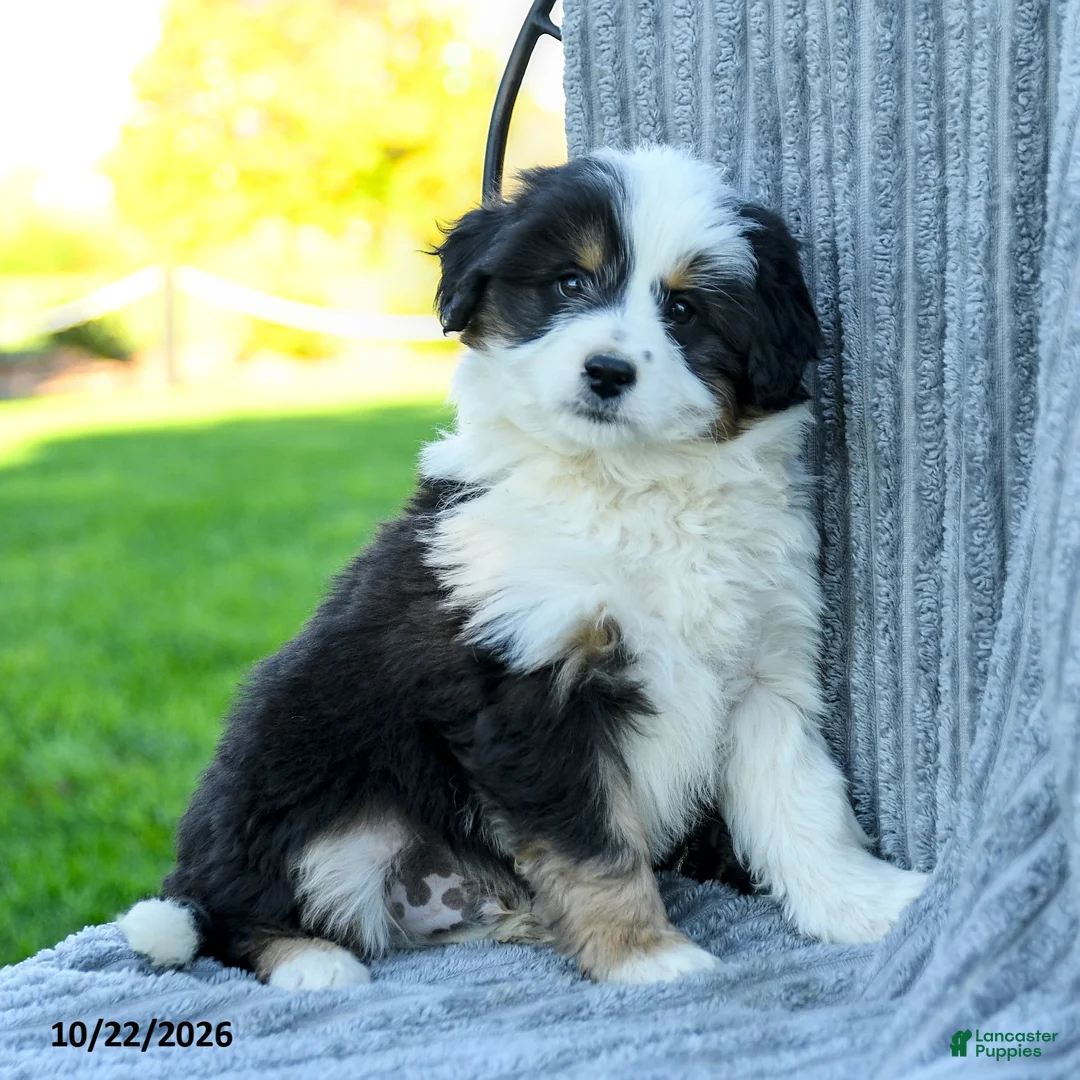Miniature Australian Shepherd dogs for sale: Milo - Ad 1