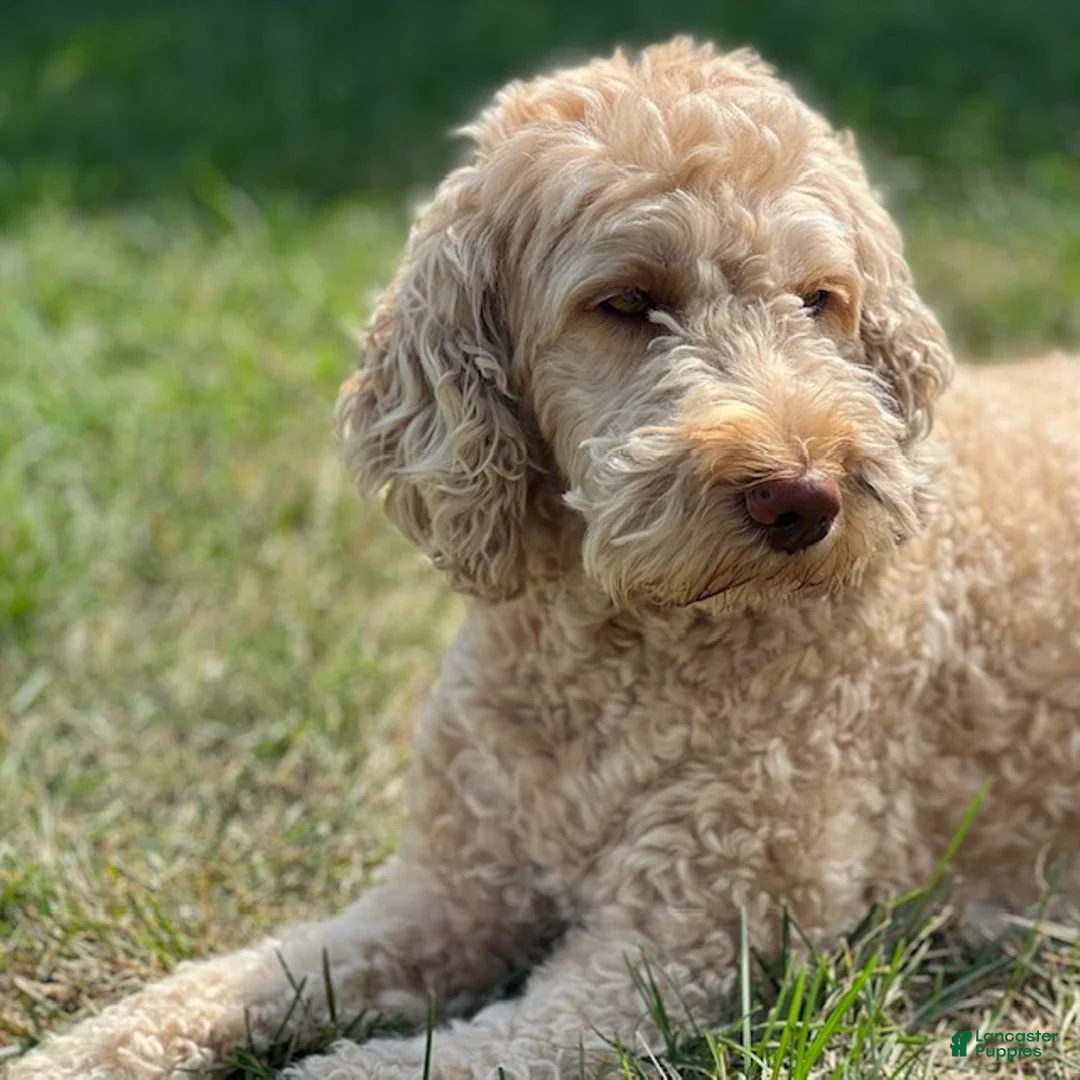 Miniature Labradoodle dogs for sale: Miniature Labradoodle 4 - Ad 2