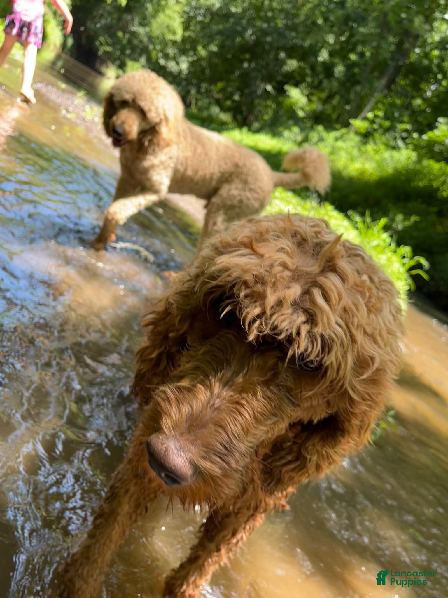 Goldendoodle dogs Tj - Ad 2