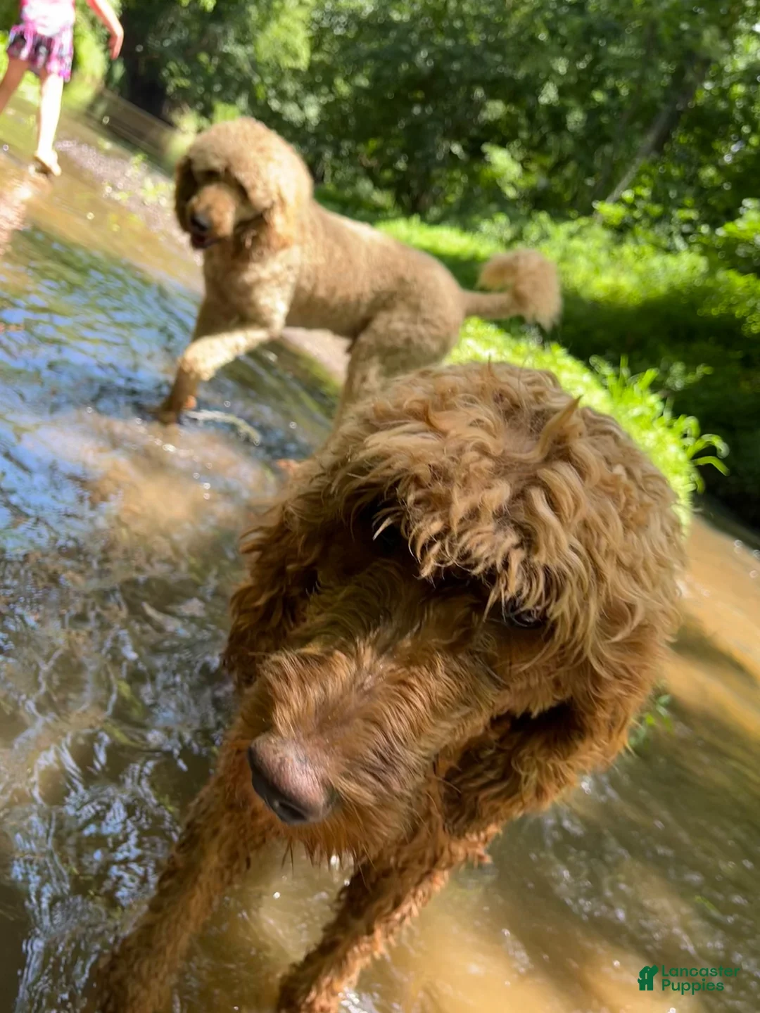 Goldendoodle dogs for sale: Tj - Ad 2