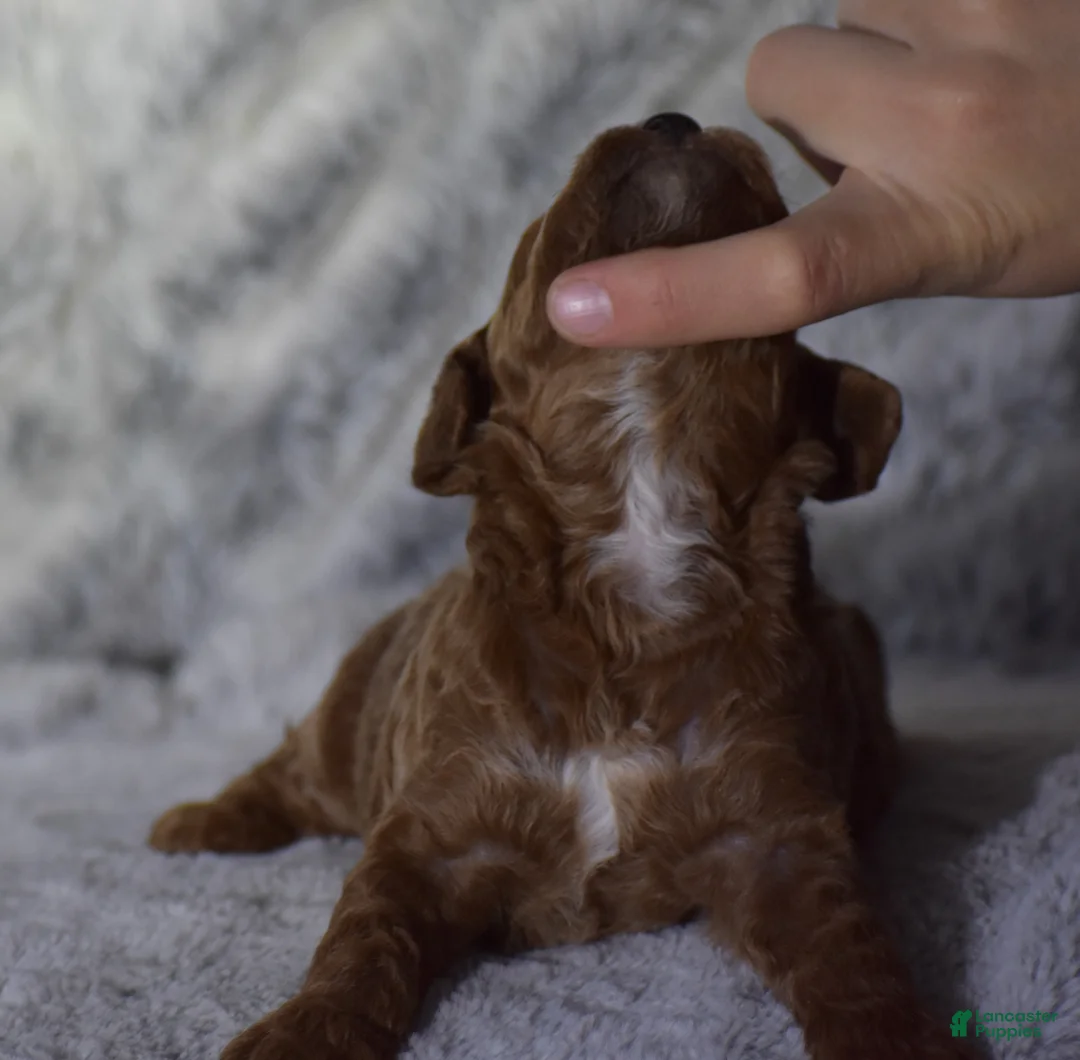 Miniature Poodle dogs for sale: Linnie - Ad 4