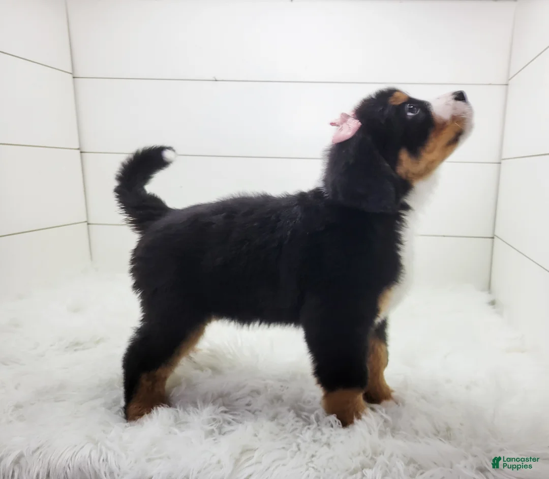 Bernese Mountain Dog dogs for sale: Bella - Ad 3