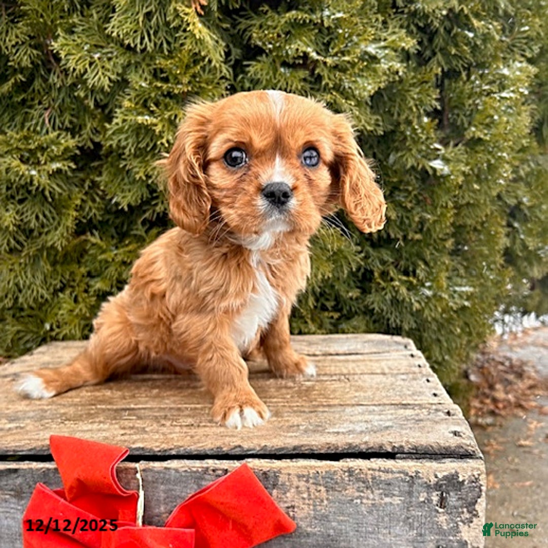 Cavalier King Charles Spaniel dogs for sale: Kipp - Ad 3