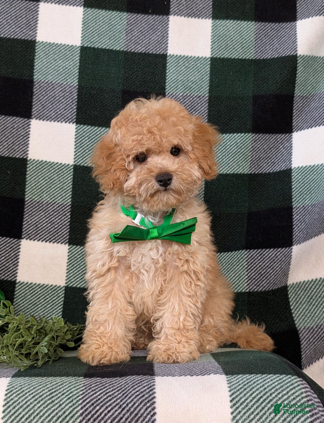 Miniature Poodle dogs for sale: Tanner - Ad 3