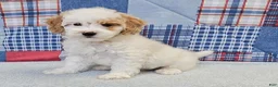 Mini Goldendoodle dogs for sale: Mini Goldendoodle white male  - Ad 1