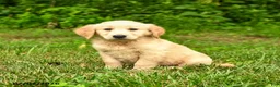 Golden Retriever dogs for sale: Nikita - Ad 6