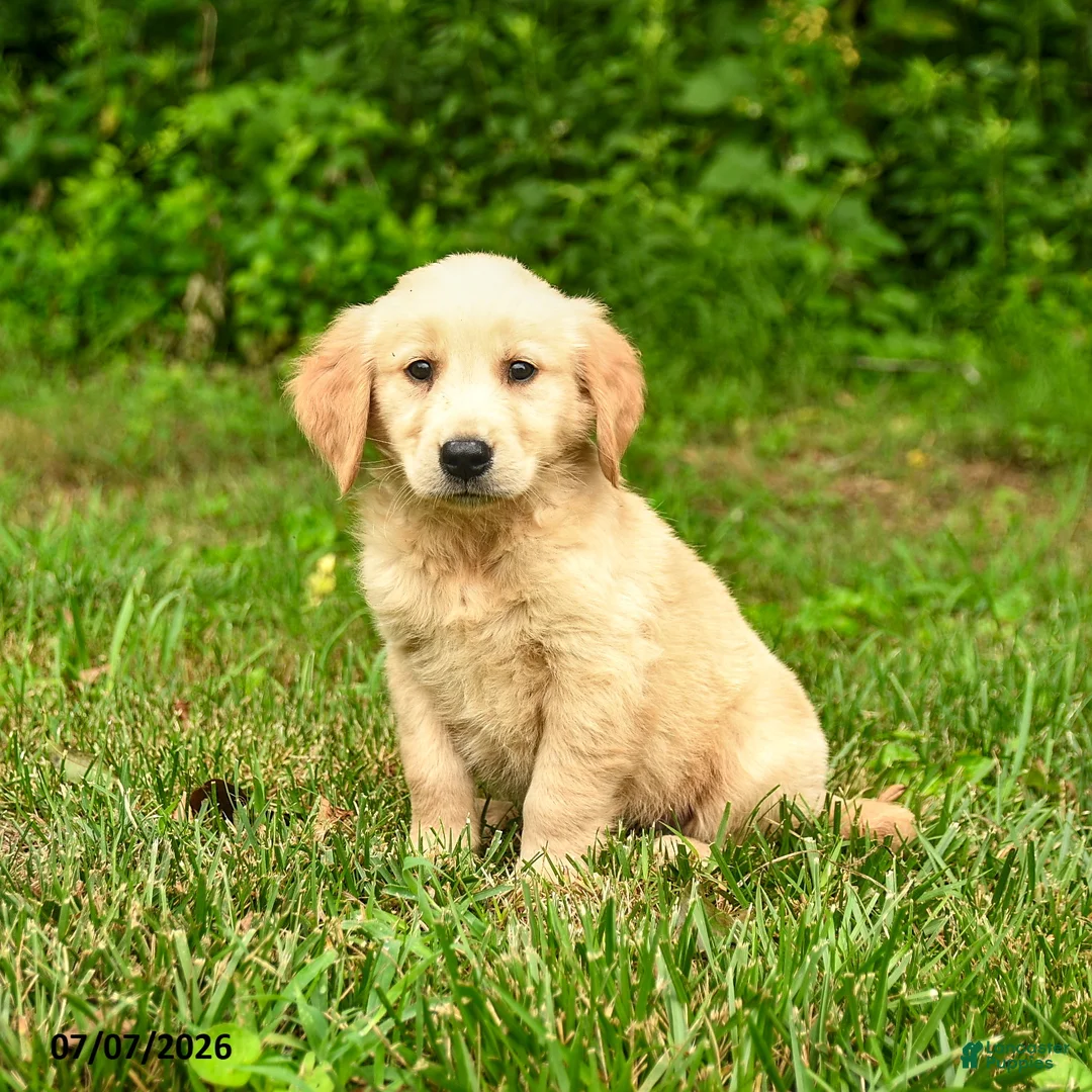 Golden Retriever dogs for sale: Nikita - Ad 6