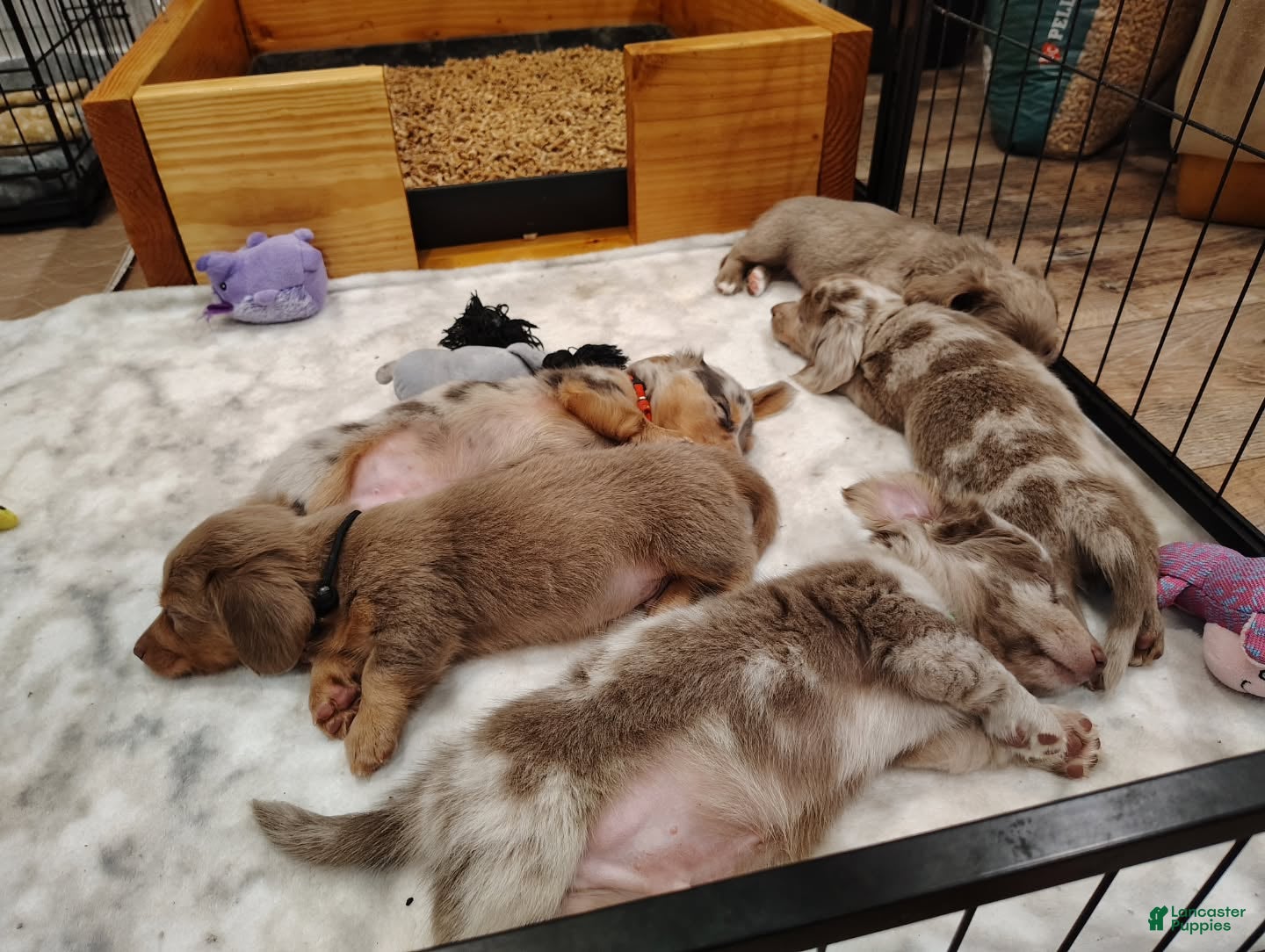 Dachshund dogs Dachshund Puppy 1 - Ad 34