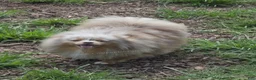 Pomeranian dogs for sale: Toast - Tri Lavender Merle - Ad 5
