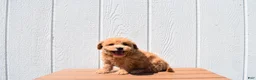 Bichpoo dogs for sale: Kevin 🐶✨ - Ad 30