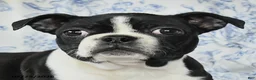 Boston Terrier dogs for sale: Christa - Ad 3