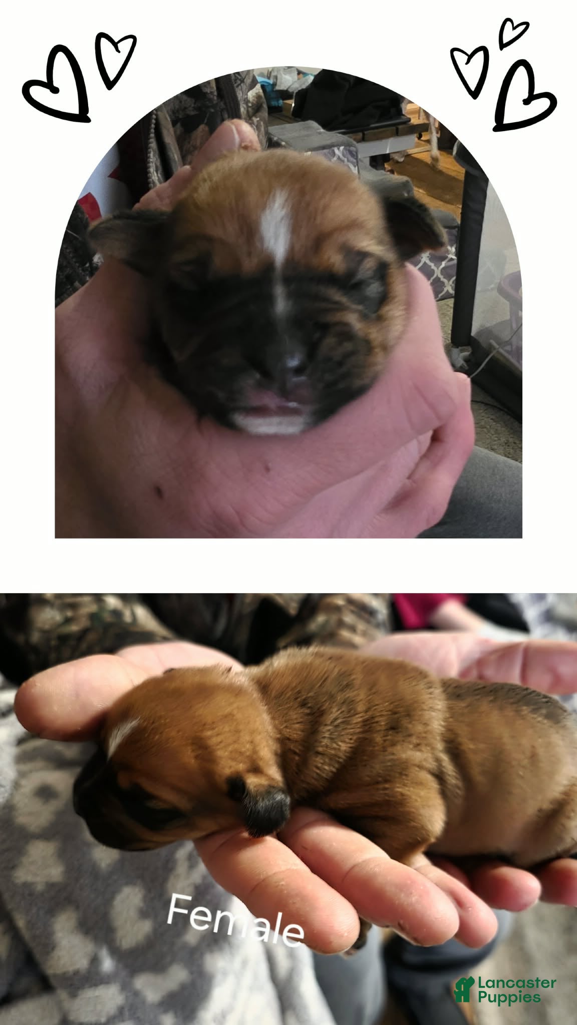 Mixed Breed dogs Willow - Ad 32