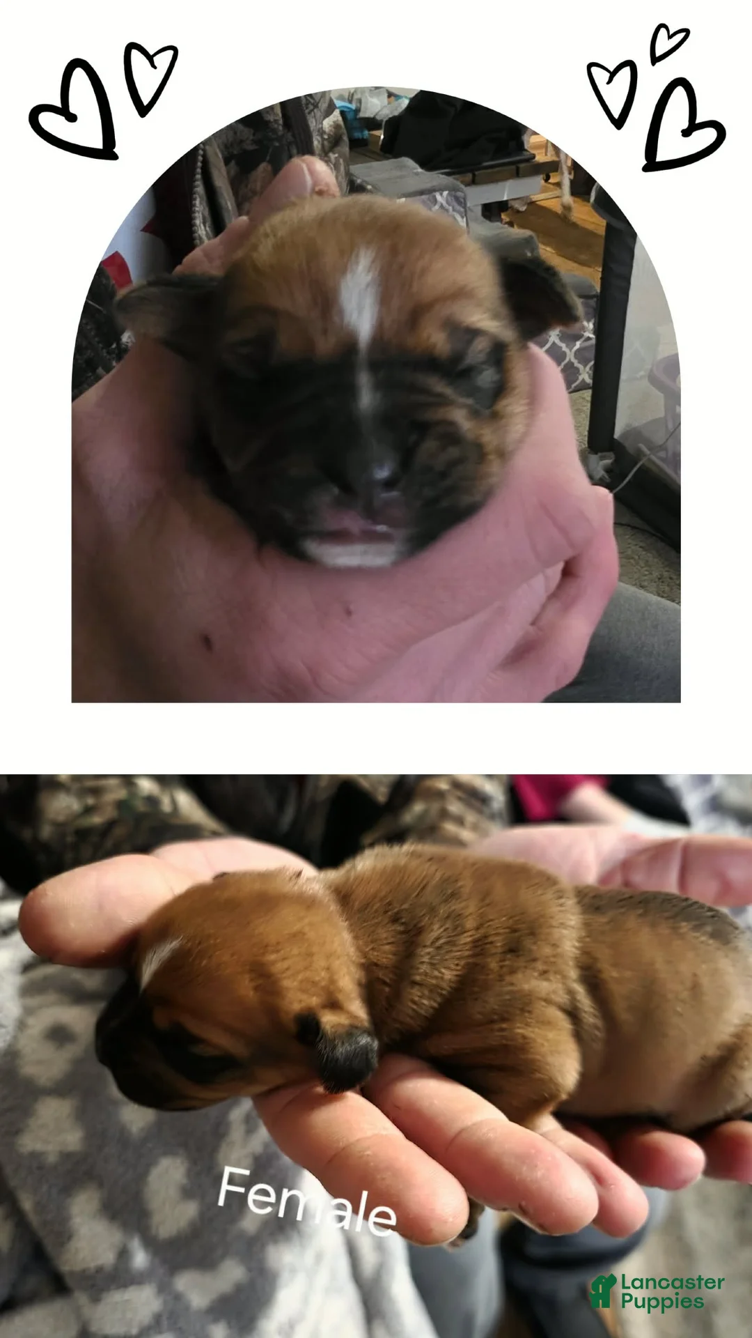 Mixed Breed dogs for sale: Willow - Ad 1