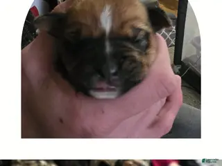 Mixed Breed dogs Willow - Ad 32