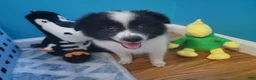 Pomeranian dogs for sale: Oreo - Ad 2
