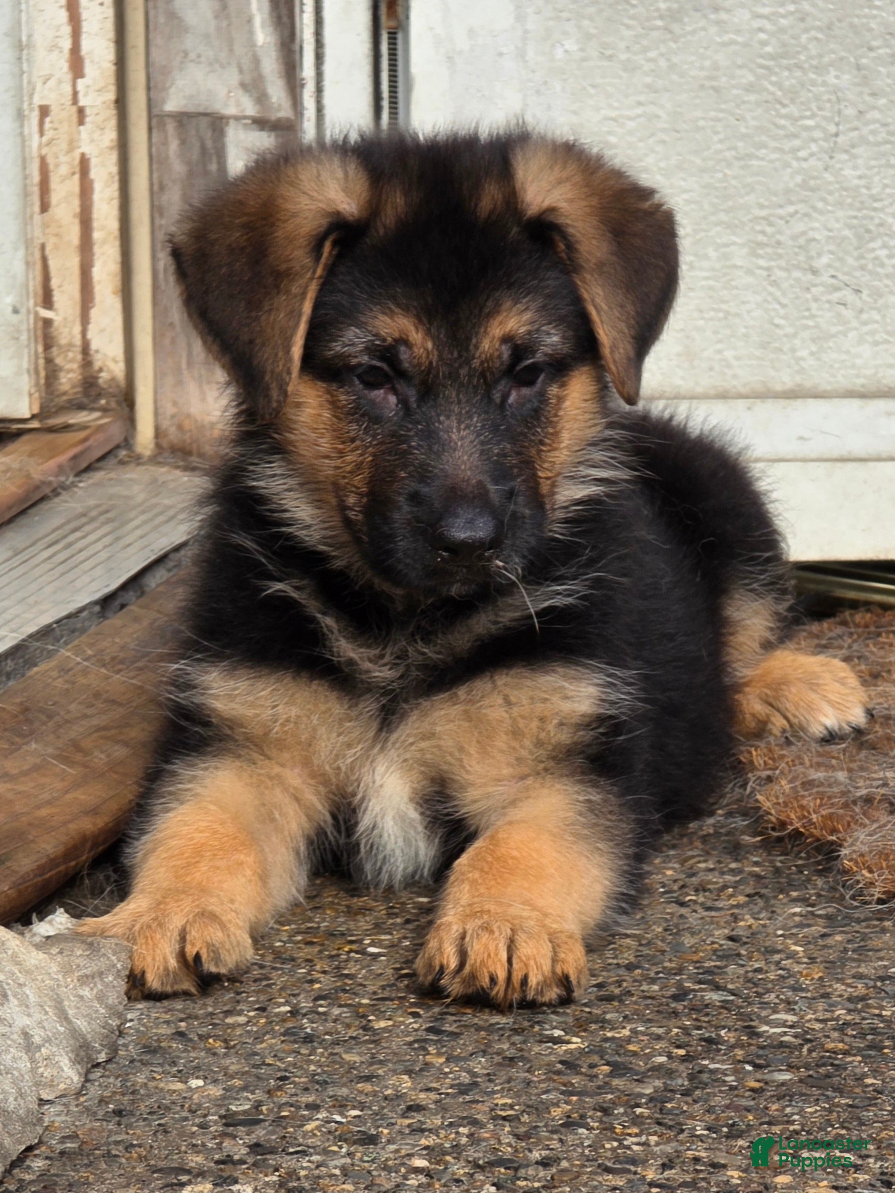 German Shepherd dogs RITA 🐾 - Ad 1