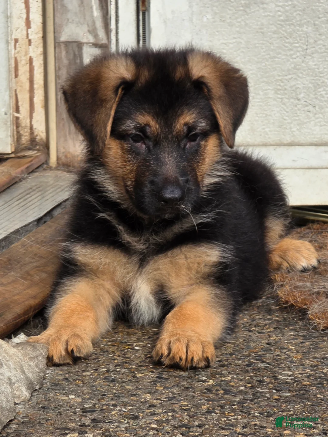 German Shepherd dogs for sale: RITA 🐾 - Ad 1