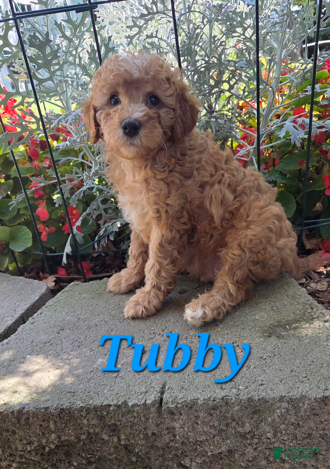 Cavapoo dogs for sale: Tubby - Ad 1