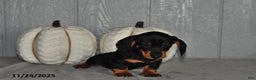 Miniature Dachshund dogs for sale: Theo - Ad 2