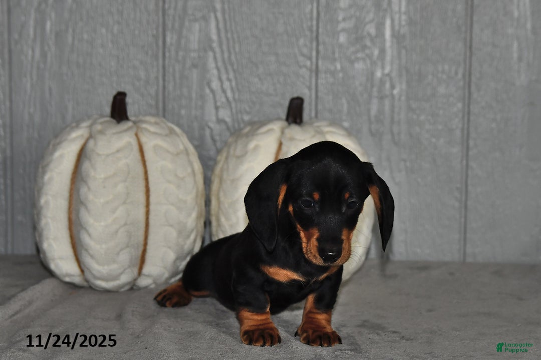 Miniature Dachshund dogs for sale: Theo - Ad 2