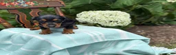 Miniature Dachshund dogs for sale: Lupine - Ad 7