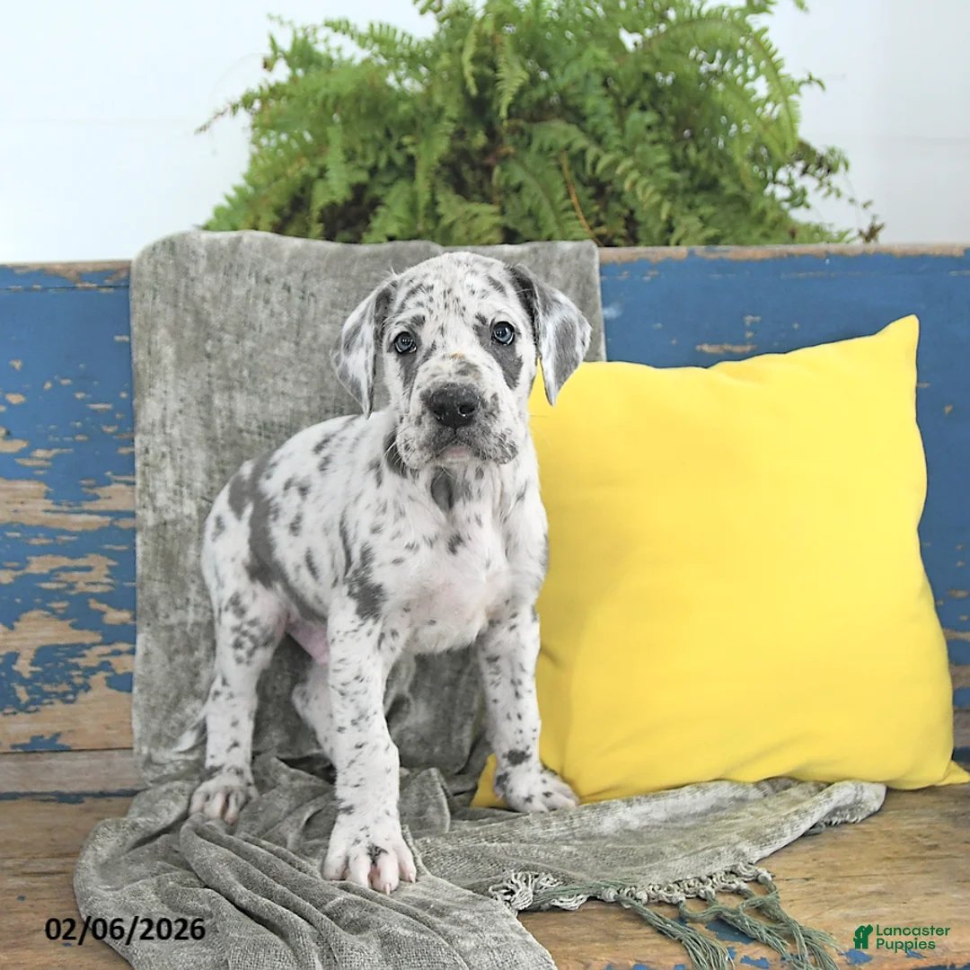 Great Dane dogs for sale: Kodiak - Ad 3