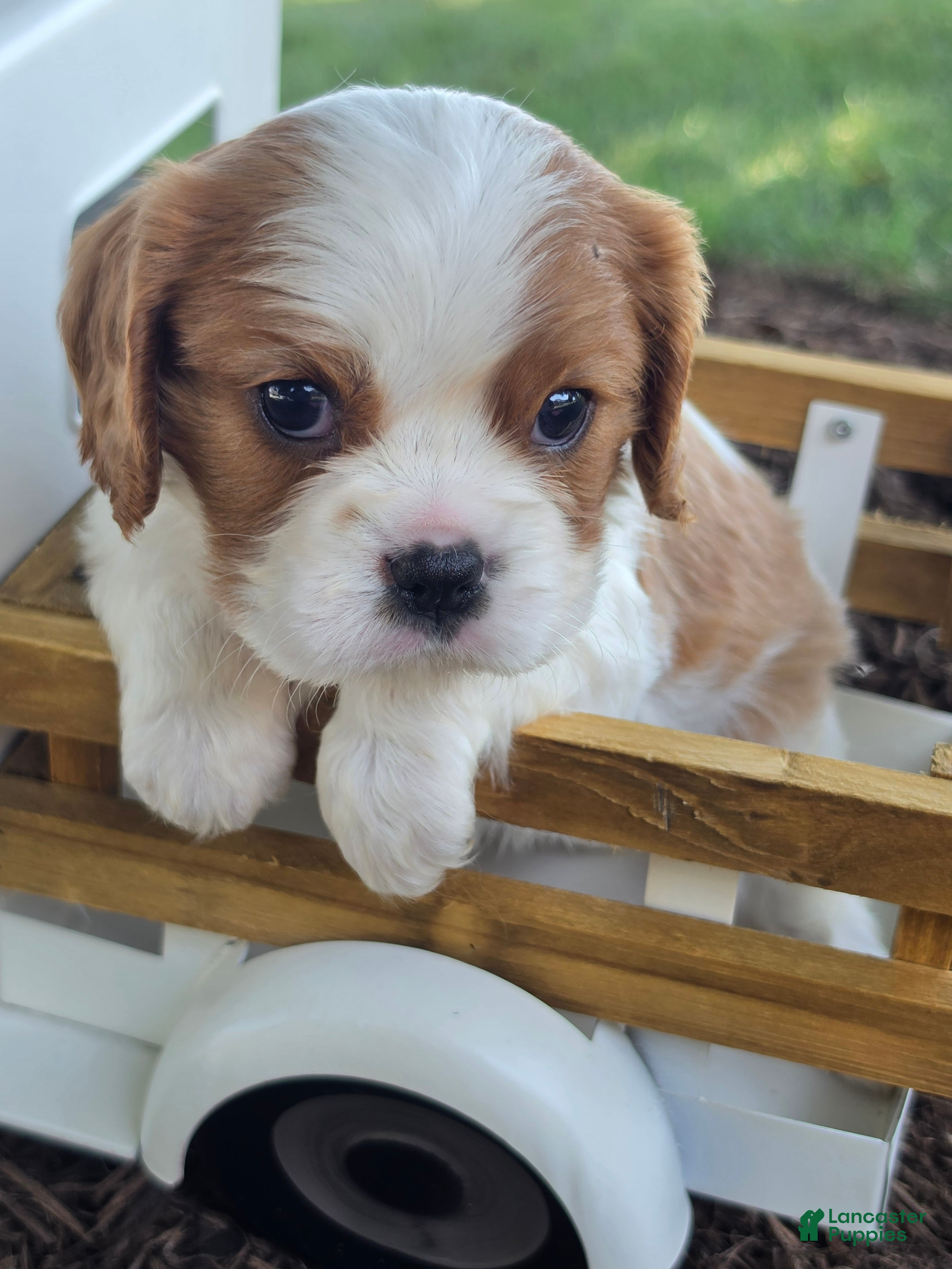 Cavalier King Charles Spaniel dogs Maggie - Ad 1