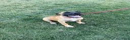 Mixed Breed dogs for sale: Whiskey - Ad 4