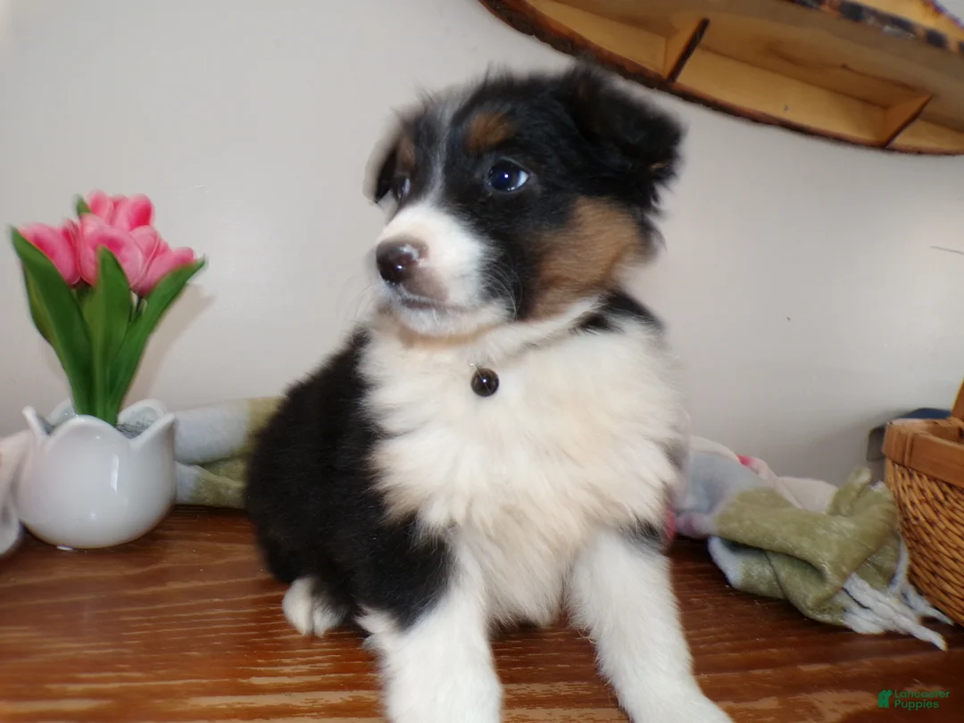 Mini Aussiedoodle dogs for sale: Mini Aussiedoodle Puppy 10 Julian - Ad 4