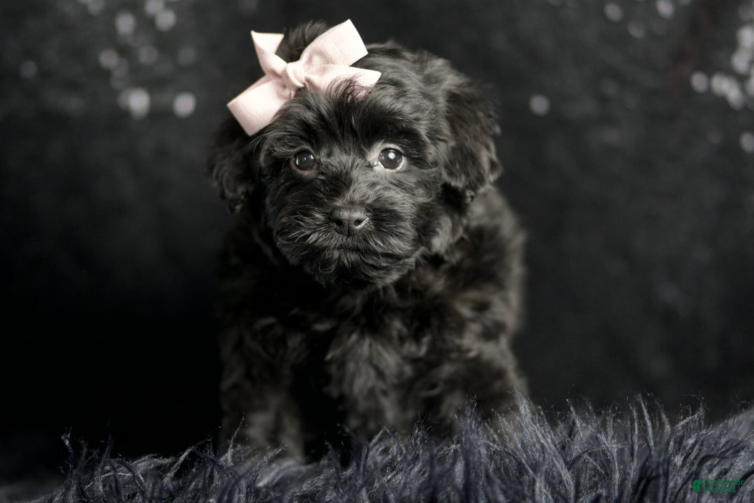 Maltipoo dogs for sale: Bitzy - Ad 3