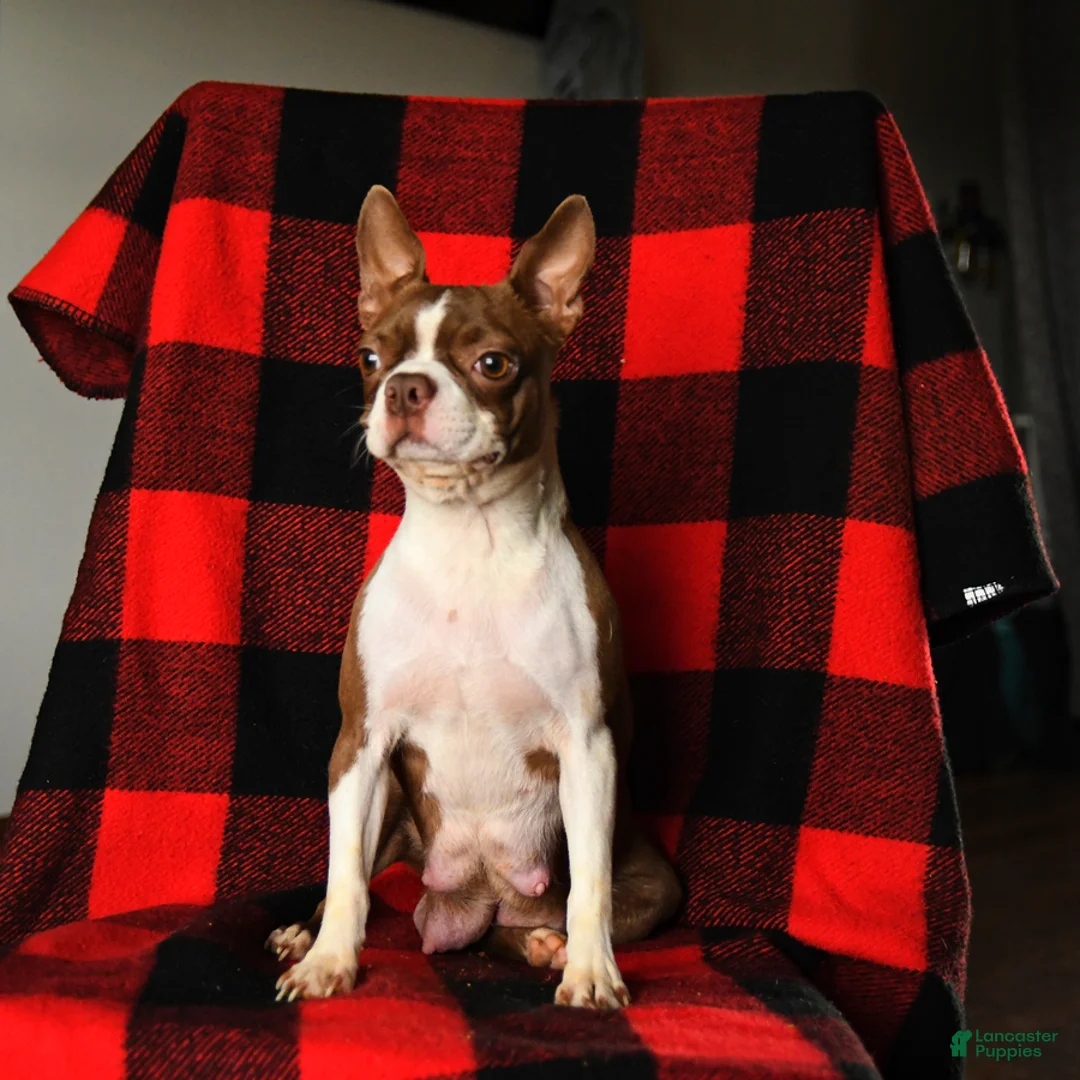 Boston Terrier dogs for sale: Luna  - Ad 7