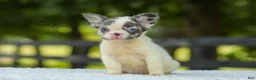 French Bulldog dogs for sale: Kelly - Ad 3
