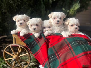 Maltese dogs Suger SPOT🎄❤️AKC Genetic Health Tested 🎄Call 717-464-4230 - Ad 11