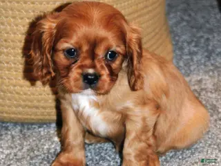 Cavalier King Charles Spaniel dogs Cavalier King Charles Spaniel Puppy 2 - Ad 22
