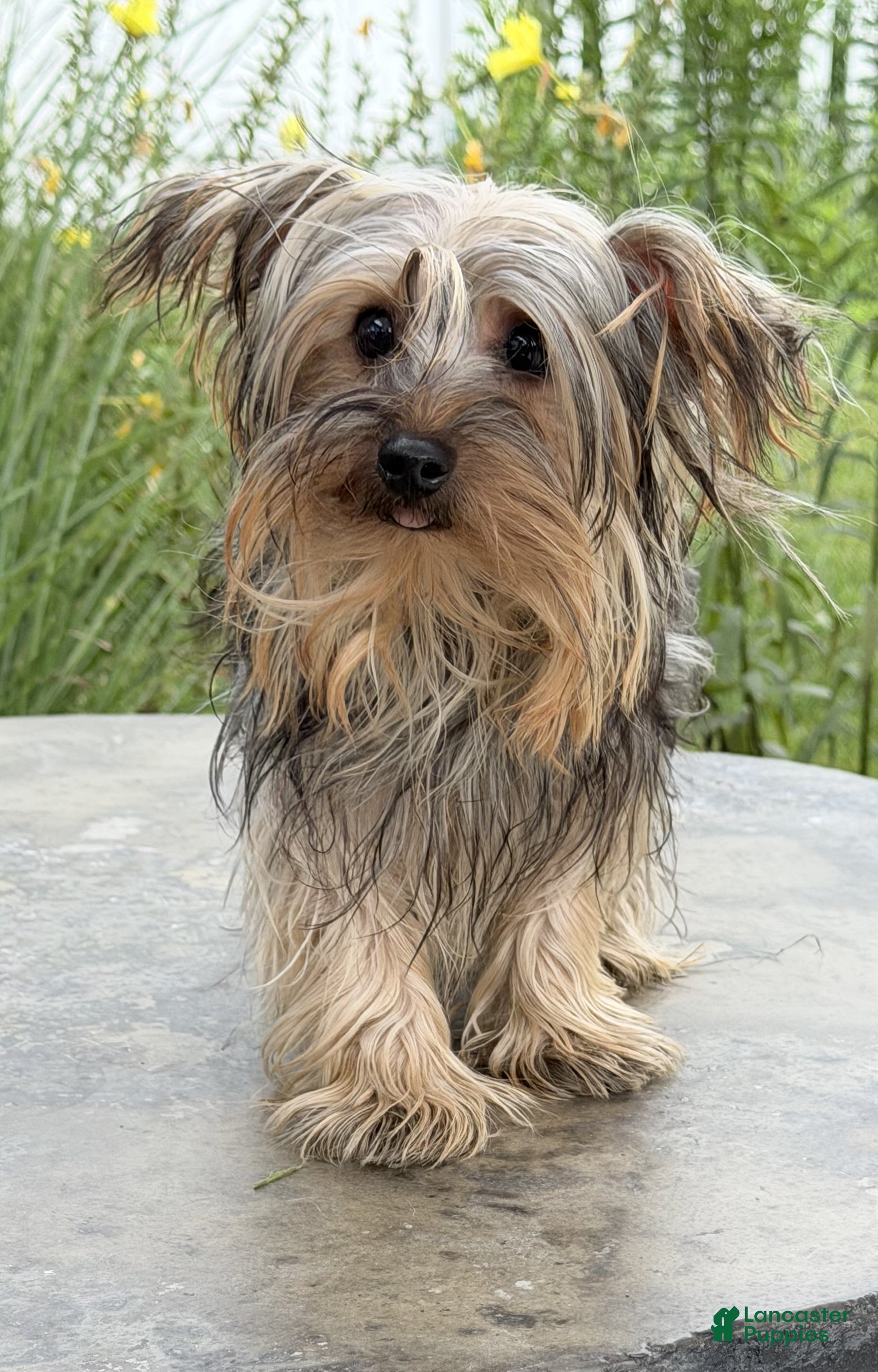 Yorkshire Terrier dogs Rocky - Ad 2
