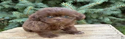 Shih Tzu dogs for sale: Lacey - Ad 3
