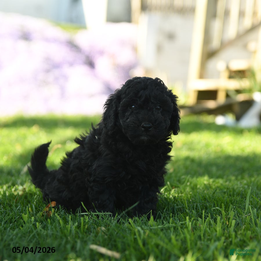 Mini Aussiedoodle dogs Kumin - Ad 2