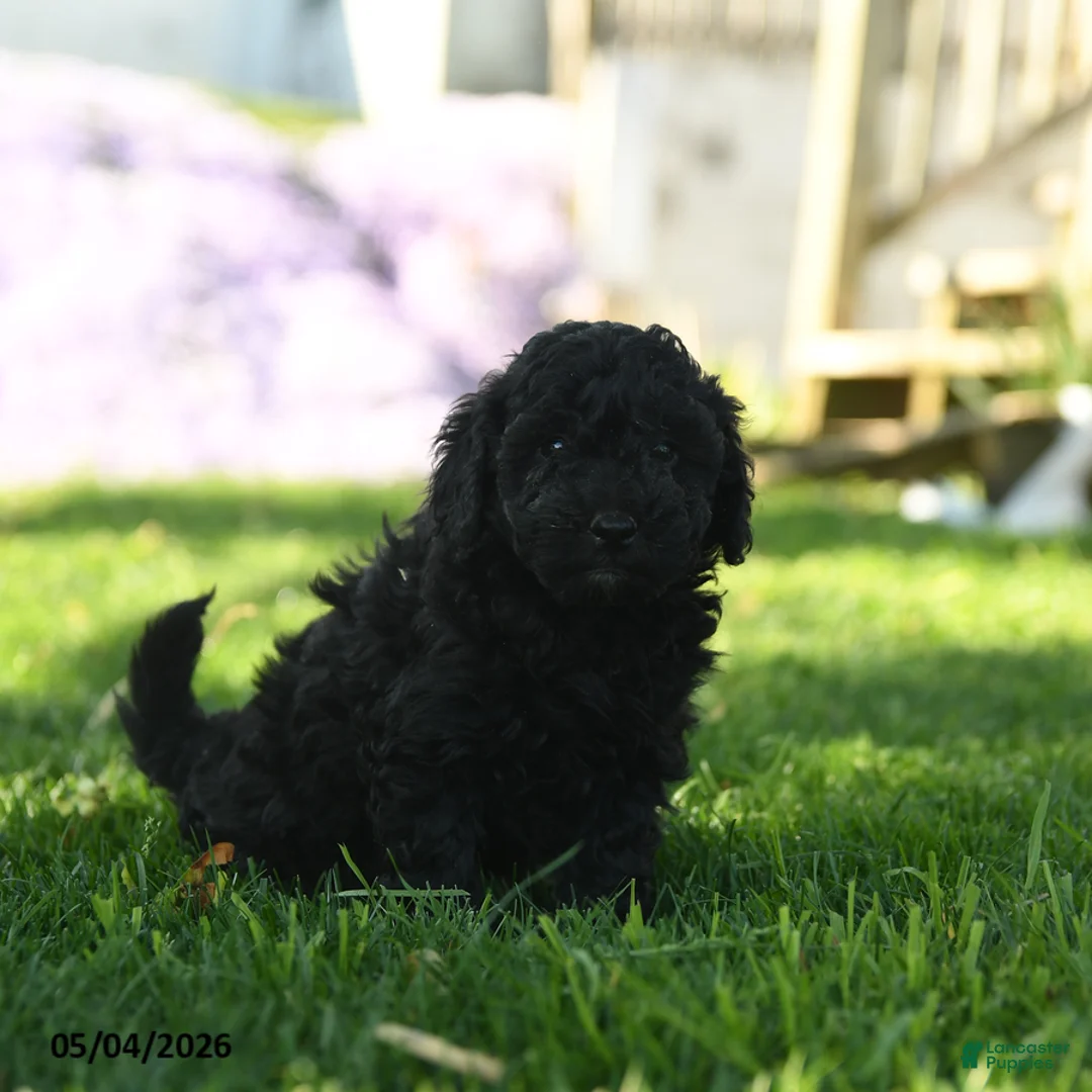 Mini Aussiedoodle dogs for sale: Kumin - Ad 2