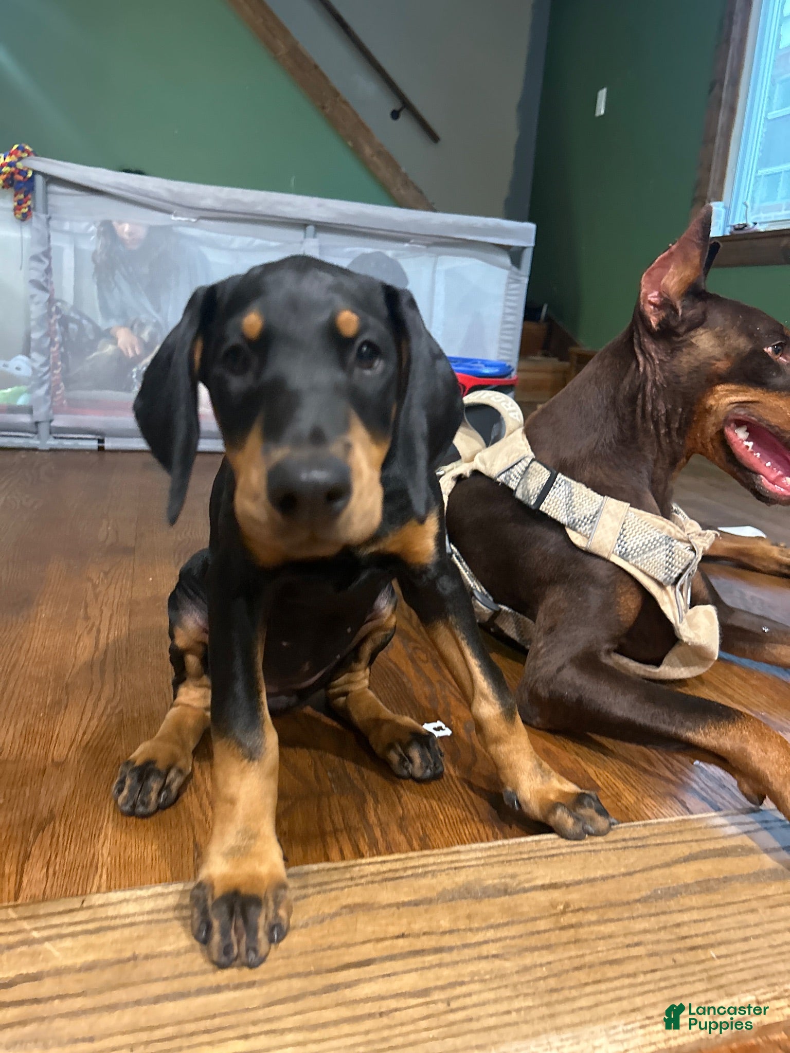 Doberman Pinscher dogs Doberman Pinscher 2 - Ad 38