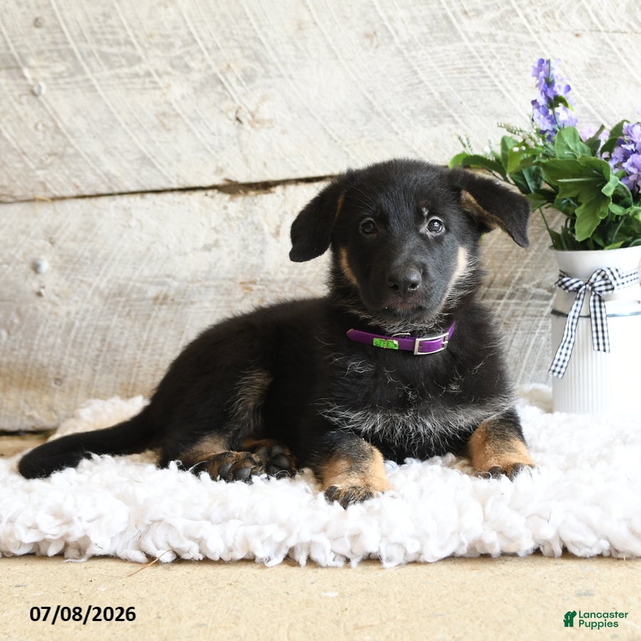 German Shepherd dogs Luna  - Ad 1