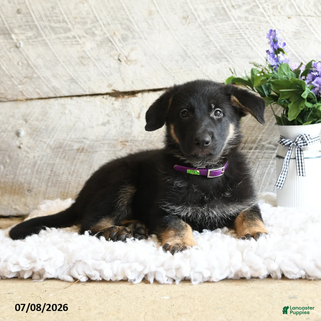 German Shepherd dogs for sale: Luna  - Ad 1