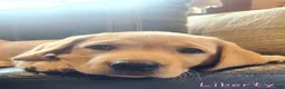 Labrador Retriever dogs for sale: Liberty - Ad 9
