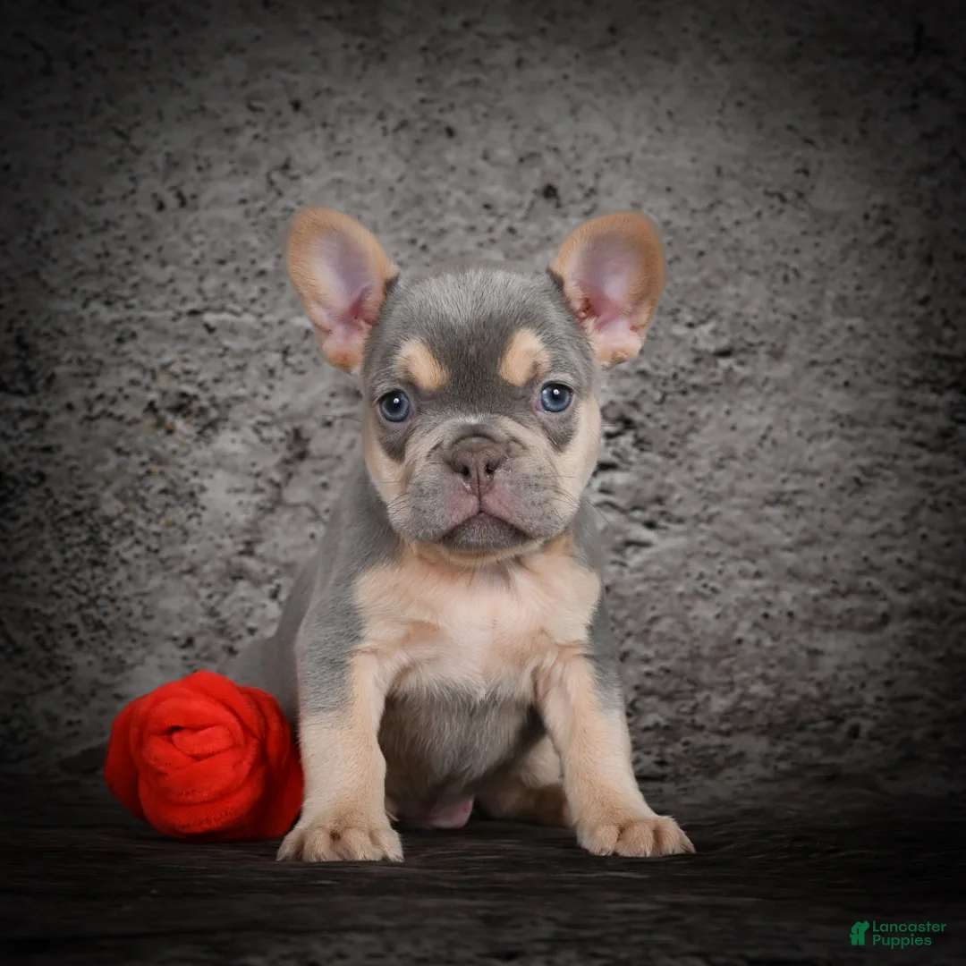 French Bulldog dogs for sale: Oscar - Ad 5