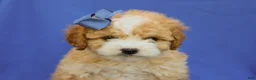 Cavapoo dogs for sale: Ivo F1B Cavapoo Pup - Ad 4
