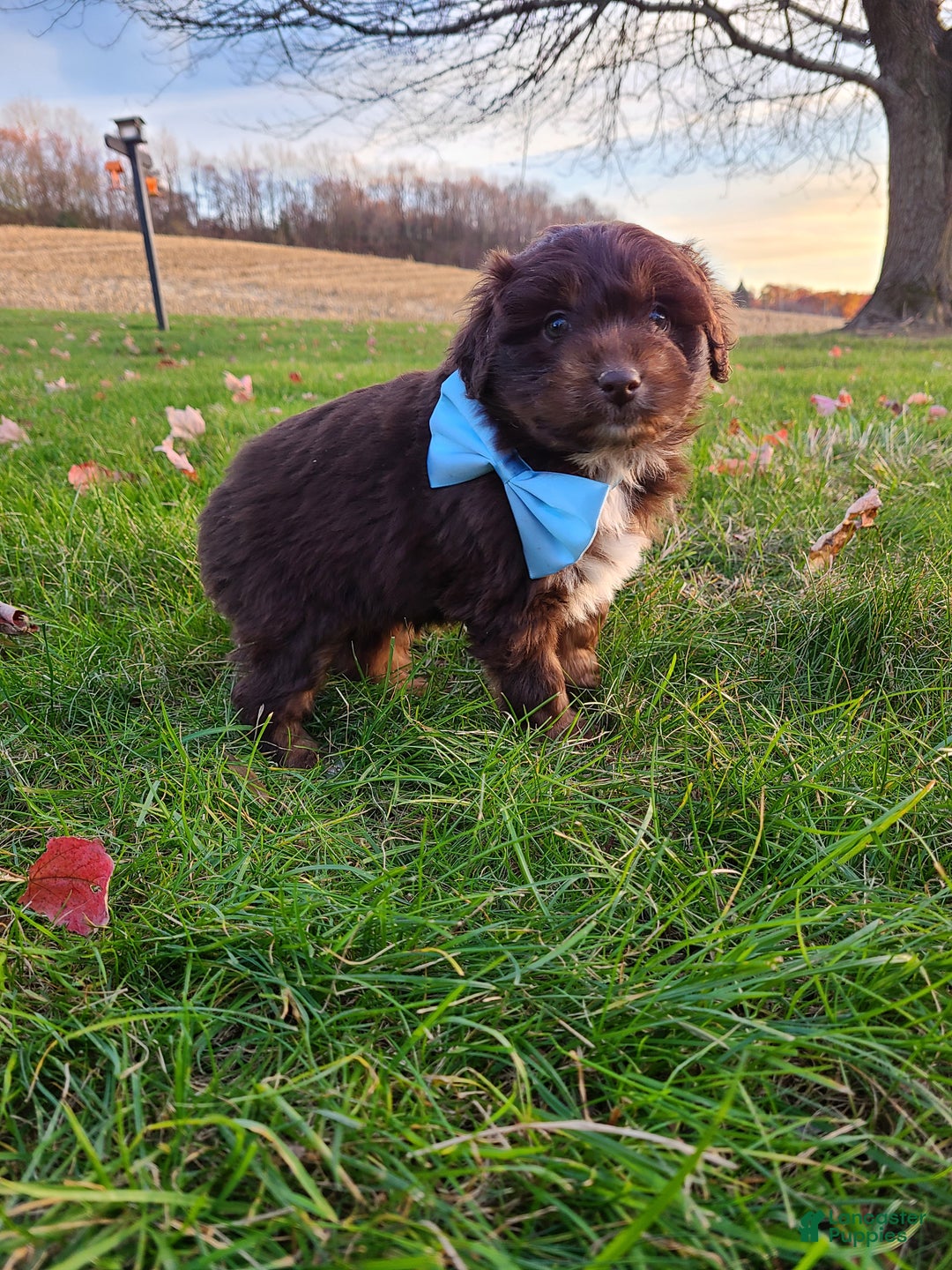Aussiedoodle dogs for sale: Buddy - Ad 10